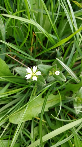 rožec obyčajný (Cerastium holosteoides)