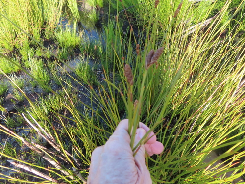 Image of Nevillea obtusissima by (c) linkie, some rights reserved (CC BY)