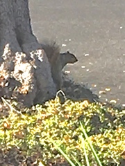 Sciurus niger