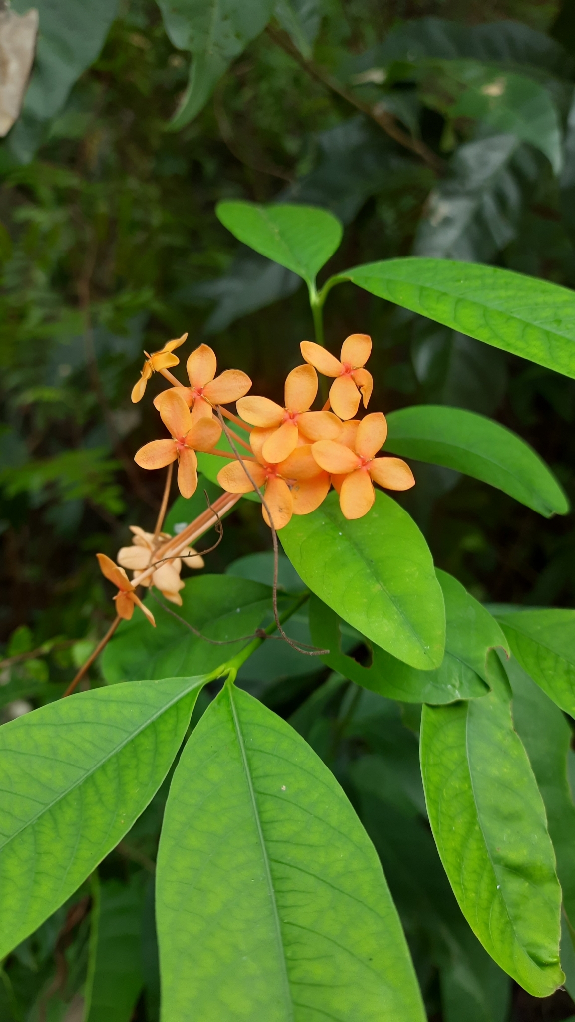 Imagem de Ixora-vermelha
