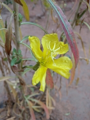 Oenothera longissima