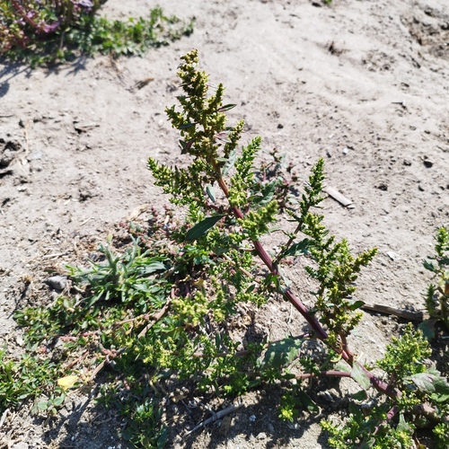 Epazote (Dysphania ambrosioides)
