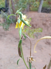 Oenothera longissima