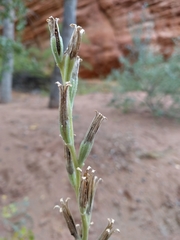 Oenothera longissima
