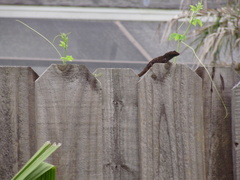 Anolis sagrei