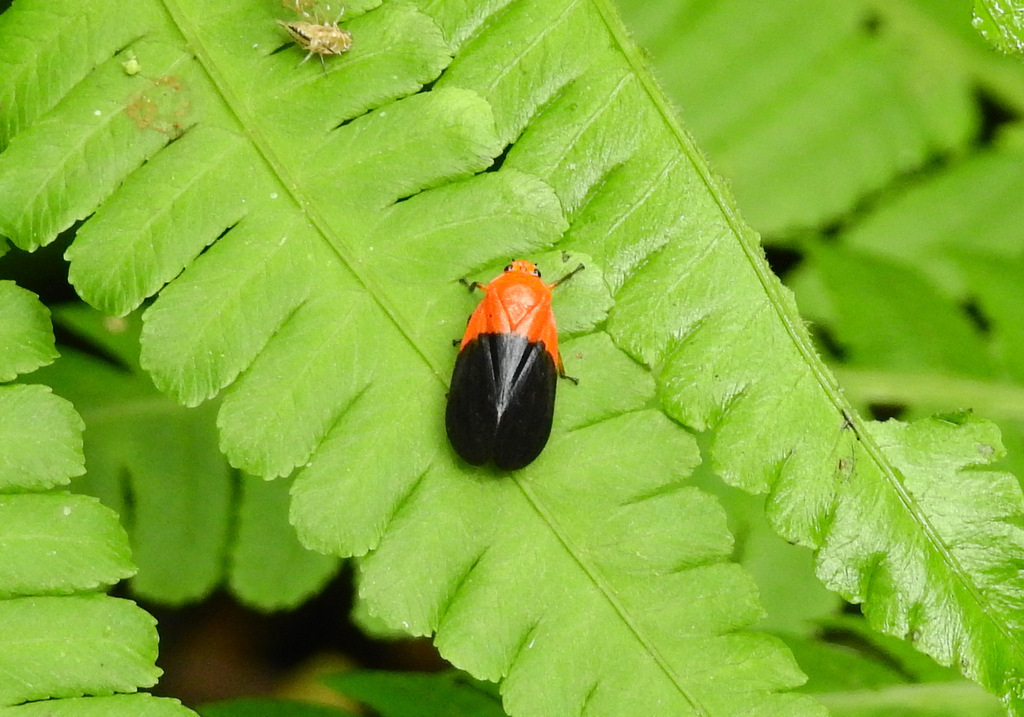 Sphenorhina rhodopepla