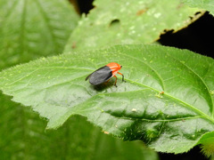 Sphenorhina rhodopepla