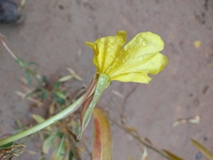 Oenothera longissima