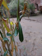 Oenothera longissima
