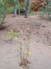 Oenothera longissima
