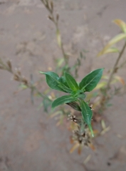 Oenothera longissima