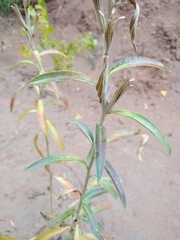 Oenothera longissima