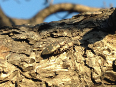 Melanophila consputa