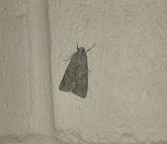 Melipotis jucunda