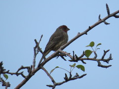 Haemorhous mexicanus