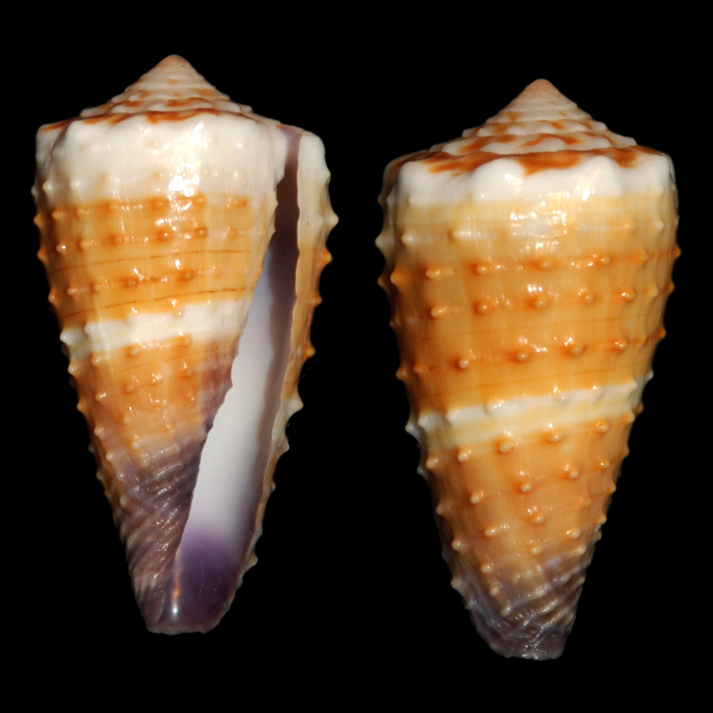 The Bruised Cone