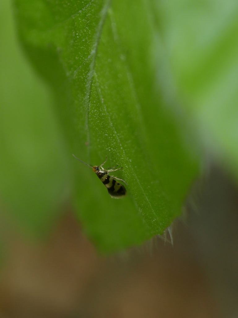 Micropterix rothenbachii