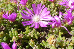 Drosanthemum