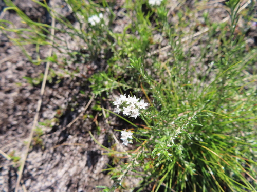 Image of Metalasia quinqueflora by (c) linkie, some rights reserved (CC BY)