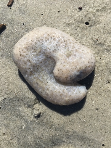 Aplidium stellatum