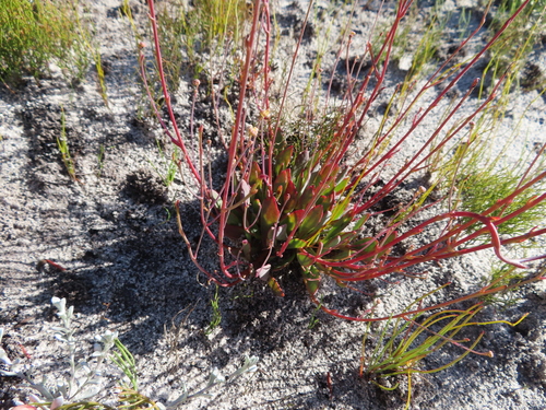 Othonna multicaulis
