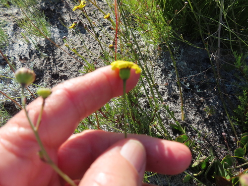 Othonna multicaulis