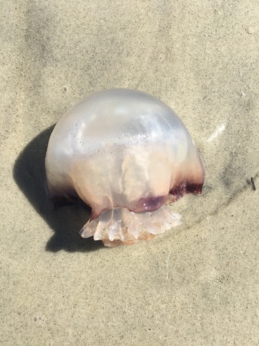 Stomolophus meleagris