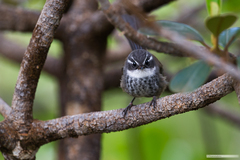 Rhipidura verreauxi verreauxi