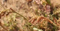 Dipcadi brevifolium