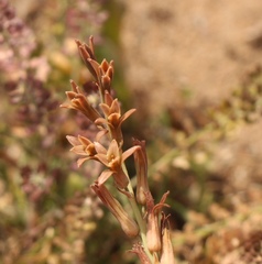 Dipcadi brevifolium