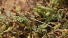 Dipcadi brevifolium