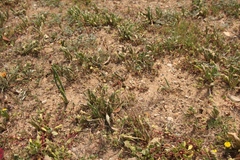 Dipcadi brevifolium