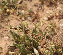 Dipcadi brevifolium