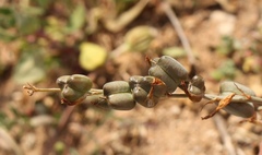 Dipcadi brevifolium