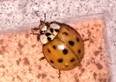 Harmonia axyridis