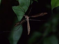 Tipula nova