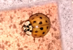 Harmonia axyridis