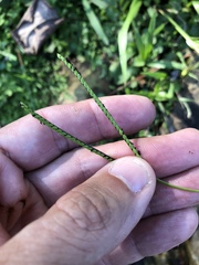 Paspalum minus