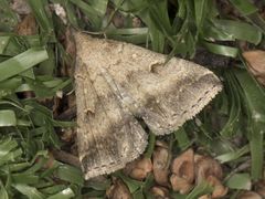Tetanolita palligera