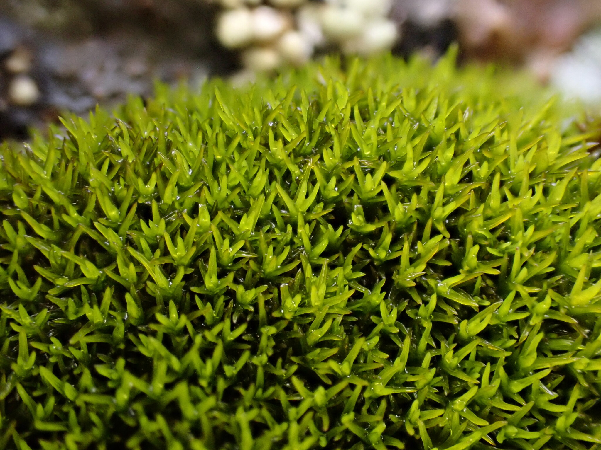 Grimmia incurva