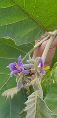 Solanum mitlense
