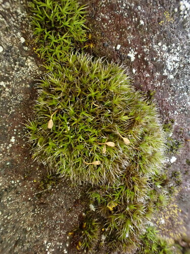 Grimmia muehlenbeckii observed 2023-04-29