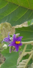 Solanum mitlense