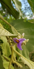 Solanum mitlense