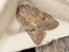 Protorthodes alfkenii