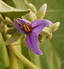 Solanum mitlense