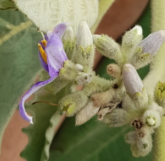 Solanum mitlense