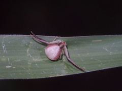 Ebrechtella pseudovatia