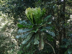 Cespedesia spathulata image