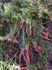Daucus carota sativus